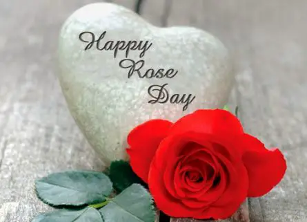 Happy Rose Day 2016 Pictures