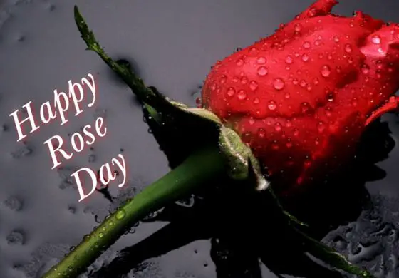happy rose day 2017